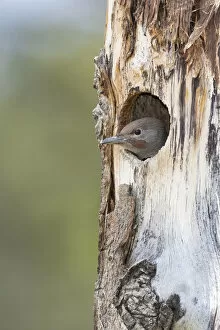 Images Dated 8th August 2019: Yellowstone National Park, a young northern flicker peeks out of its nest hole