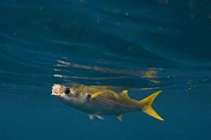 Yellowtail Mullet (Mugil rammelsbergi) off of Wolf Island, Galapagos Islands, Ecuador Yellowtail Mullet (Mugil rammelsbergi) off of Wolf Island, Galapagos Islands, Ecuador