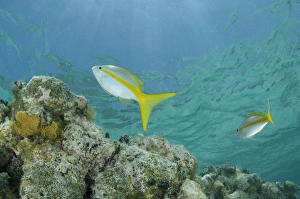 Yellowtail Snapper (Ocyurus chrysurus), Halfmoon Caye, Lighthouse Reef Atoll, Belize Yellowtail Snapper (Ocyurus chrysurus), Halfmoon Caye, Lighthouse Reef Atoll, Belize
