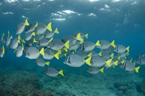 Yellowtailed Surgeonfish (Prionurus laticlavus) GALAPAGOS ISLANDS Yellowtailed Surgeonfish (Prionurus laticlavus) GALAPAGOS ISLANDS
