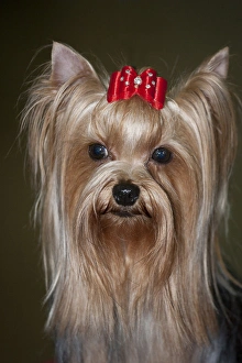 Show Yorkshire Terrier Red Bow Art Prints, Posters
