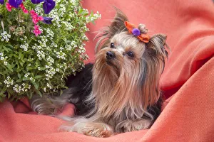 Yorkshire Terrier lying on salmon colored fabric Yorkshire Terrier lying on salmon colored fabric