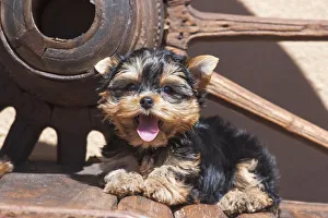 Yorkshire Terrier Puppy laying by wooden wheel Yorkshire Terrier Puppy laying by wooden wheel