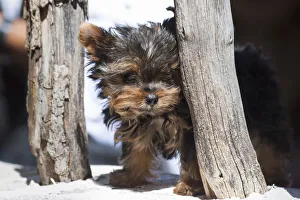 <b class=qtipBold><figcaption>Yorkshire Terrier Puppy sitting</figcaption></b><br><em>© Zandria Muench Beraldo / DanitaDelimont.com</em> Yorkshire Terrier Puppy sitting