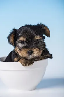 Yorkshire Terrier puppy sitting in a small bowl. (PR) Yorkshire Terrier puppy sitting in a small bowl. (PR)