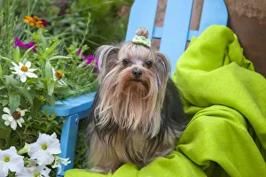 Yorkshire Terrier sitting on blue chair with green fabric Yorkshire Terrier sitting on blue chair with green fabric