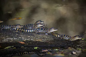 Young American alligators on a log in a south Florida swamp Young American alligators on a log in a south Florida swamp