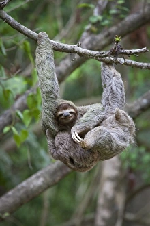 A young Brown-throated Sloth (Bradypus variegatus) nurses its baby while hanging A young Brown-throated Sloth (Bradypus variegatus) nurses its baby while hanging