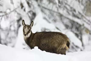 Images Dated 5th December 2008: Young Chamois (Rupicapra rupicapra) in early winter in deep snow....Gran Paradiso National Park