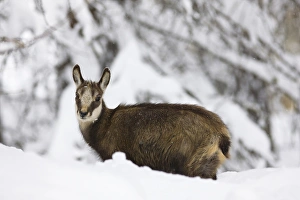 Young Chamois (Rupicapra rupicapra) in early winter in deep snow....Gran Paradiso National Park Young Chamois (Rupicapra rupicapra) in early winter in deep snow....Gran Paradiso National Park