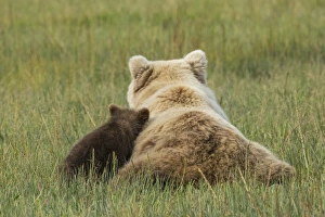 Young coastal grizzly cub (Ursus arctos) leans against its mother while resting in a meadow Young coastal grizzly cub (Ursus arctos) leans against its mother while resting in a meadow