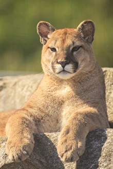 young Cougar (Puma concolor), Cougar Mountain Zoo, Issaquah, WA, USA young Cougar (Puma concolor), Cougar Mountain Zoo, Issaquah, WA, USA