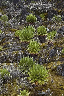 Young Giant Groundsels (Dendrosenecio, Tree Senecio) in the Rwenzoris at Mt. Speke Young Giant Groundsels (Dendrosenecio, Tree Senecio) in the Rwenzoris at Mt. Speke