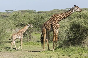 Young giraffe colt follows its huge father, who is eating acacia leaves from the tops of Young giraffe colt follows its huge father, who is eating acacia leaves from the tops of