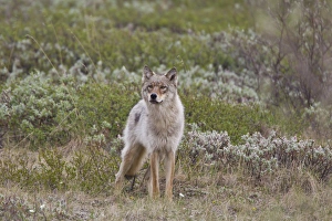 A young gray wolf from the Grant Creek Pack in Denali National Park trots across A young gray wolf from the Grant Creek Pack in Denali National Park trots across