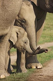 Images Dated 10th June 2008: Young Indian Elephants at play, Corbett National Park, India