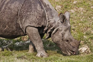 Indian Rhinoceros Gallery: Young One-horned Rhinoceros feeding, Kaziranga National Park, India