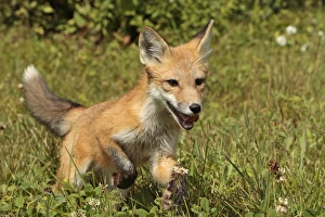 <b class=qtipBold><figcaption>Young red fox running, Vulpes vulpes</figcaption></b><br><em>© Adam Jones / DanitaDelimont.com</em> Young red fox running, Vulpes vulpes