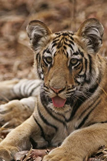 Images Dated 9th April 2010: Young one of Royal Bengal Tiger, Tadoba Andheri Tiger Reserve, India