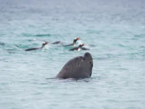 Gentoo Penguin Gallery: Young southern sea lion bull hunting for Gentoo penguins