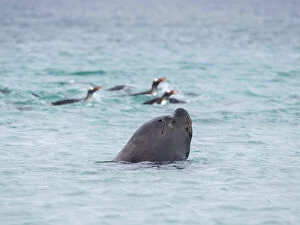 Malvinas Gallery: Young southern sea lion bull hunting for Gentoo penguins