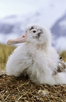 Young Wandering Albatross (Diomendea exulans) portrait on nest, Island of South Georgia Young Wandering Albatross (Diomendea exulans) portrait on nest, Island of South Georgia