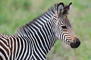 Immature Collection: Zambia, South Luangwa National Park. Baby Crawshay's zebra face detail