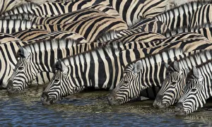Zebras lined up drinking at waterhole, Etosha National Park Zebras lined up drinking at waterhole, Etosha National Park