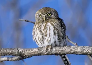 Zimbabwe. Close-up of pearl spotted owl on branch Zimbabwe. Close-up of pearl spotted owl on branch