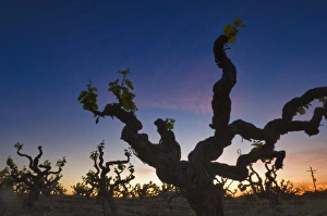 Zinfadel vines silhouetted against sunrise sky in Deaver Winery vineyards Gold country Zinfadel vines silhouetted against sunrise sky in Deaver Winery vineyards Gold country