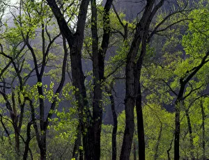 Images Dated 20th March 2012: Zion National Park, Utah. USA. Cottonwoods in early spring. Zion Canyon