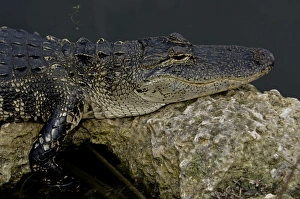 Alligator in the Florida Everglades Alligator in the Florida Everglades
