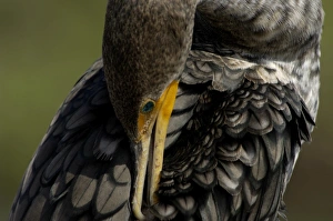 Anhinga in the Florida Everglades Anhinga in the Florida Everglades