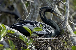 Anhinga nesting in the Florida Everglades Anhinga nesting in the Florida Everglades