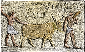 Apis, the sacred bull of ancient Egypt Apis, the sacred bull of ancient Egypt