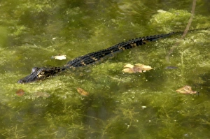 Baby alligator in the Florida Everglades Baby alligator in the Florida Everglades