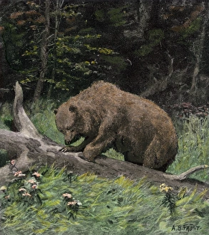 Bear getting honey from a beehive Bear getting honey from a beehive