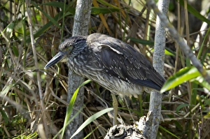 Black-crowned night heron in the Florida Everglades Black-crowned night heron in the Florida Everglades