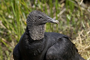Black vulture in the Florida Everglades Black vulture in the Florida Everglades