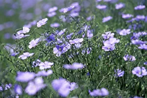 Blue flax, a native wildflower described by Meriwether Lewis, Montana Blue flax, a native wildflower described by Meriwether Lewis, Montana