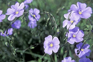 Blue flax, a native wildflower described by Meriwether Lewis, Montana Blue flax, a native wildflower described by Meriwether Lewis, Montana