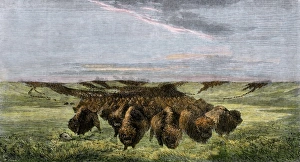 Buffalo herd on the American prairie Buffalo herd on the American prairie