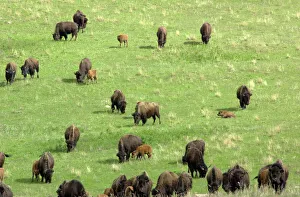 Buffalo herd in South Dakota Buffalo herd in South Dakota