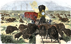 Buffalo killed from a train on the Great Plains Buffalo killed from a train on the Great Plains