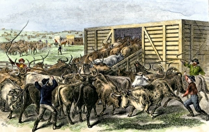Cattle loaded on the railroad at Abilene, Kansas, 1870s Cattle loaded on the railroad at Abilene, Kansas, 1870s