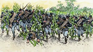 Cornfield at the Battle of Antietam, Civil War Cornfield at the Battle of Antietam, Civil War