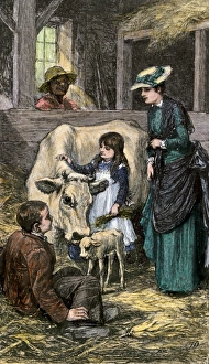 Family farm cow with her new calf, 1800s Family farm cow with her new calf, 1800s