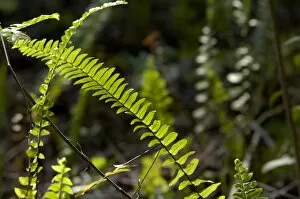 Ferns in the Florida Everglades