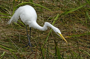 Great egret in the Florida Everglades Great egret in the Florida Everglades
