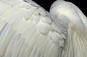 Great egrets wing in the Florida Everglades Great egrets wing in the Florida Everglades